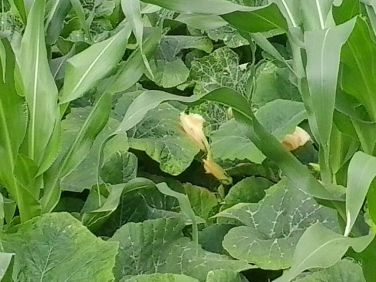 Some butternut squash flowers.