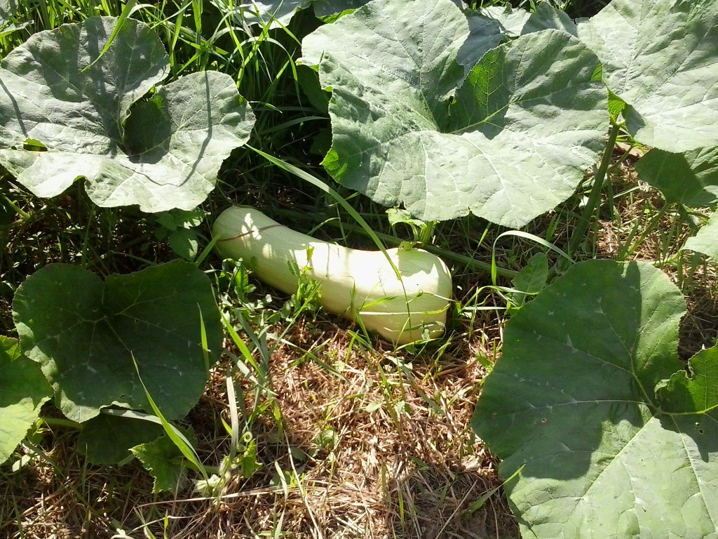 Gourds: Fruit Of The&nbsp;Garden