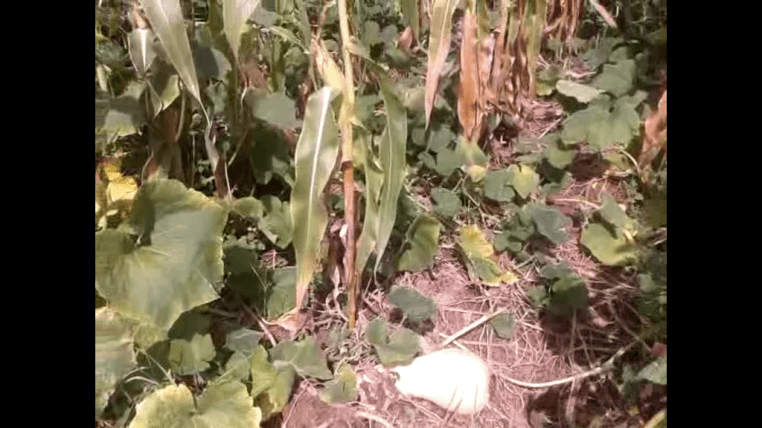 Weed free three sisters garden.