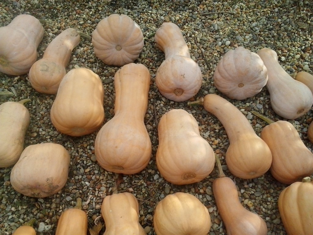 Three Sisters Garden: Butternut Squash&nbsp;Harvest