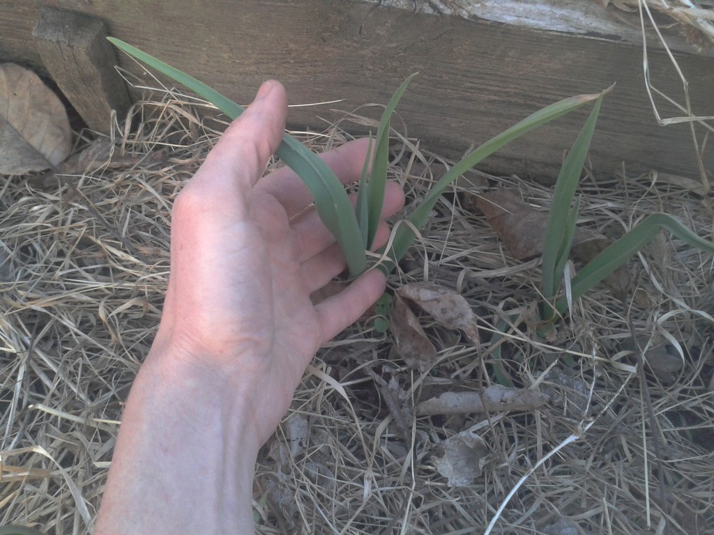 Garlic is a Tough&nbsp;Plant