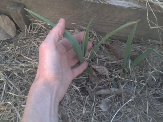Fall planted garlic in February