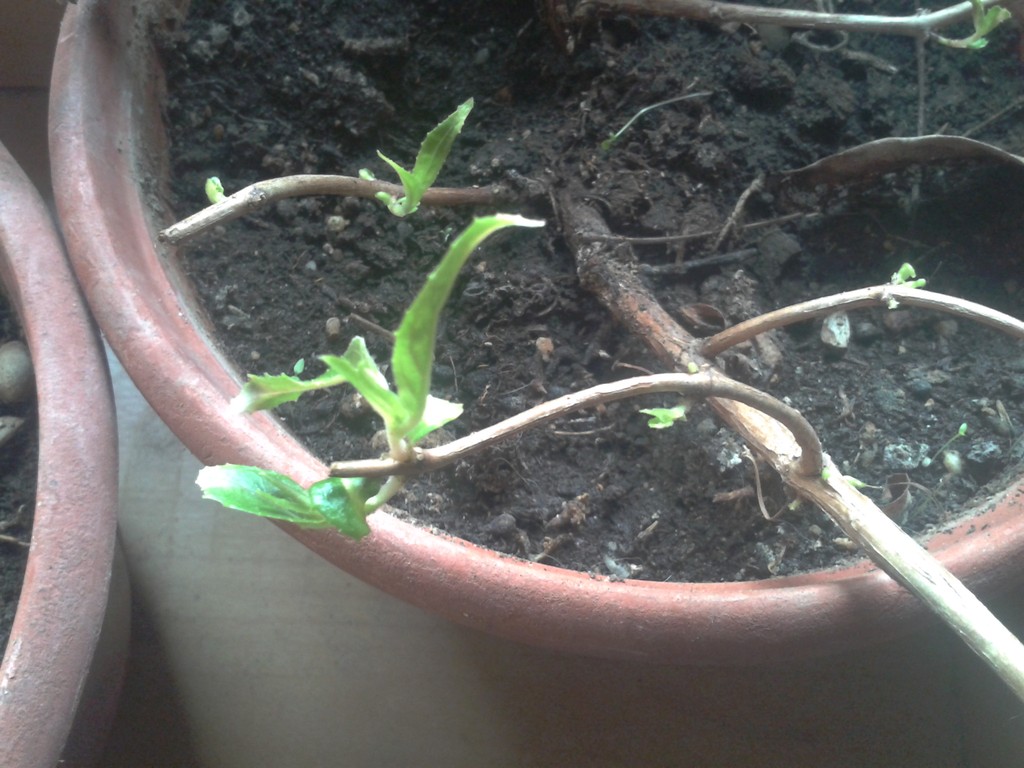 My Fuchsia are&nbsp;Growing