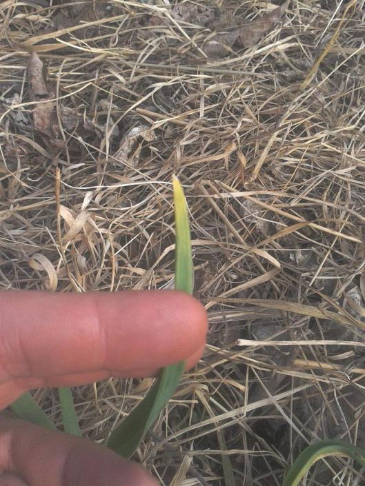 Garlic tip damage after -7°C overnight.