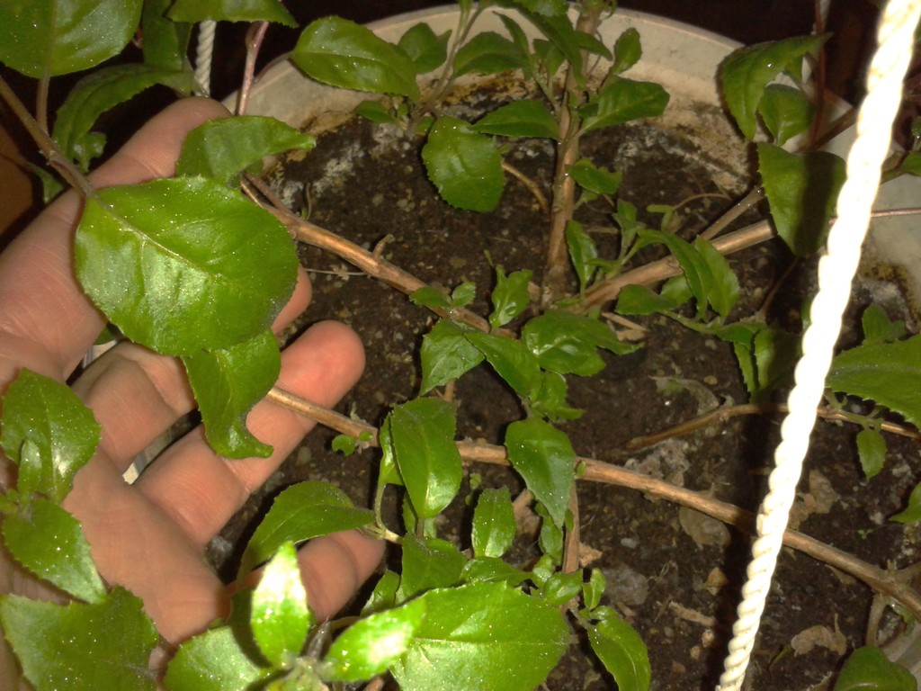 Spring Fuchsia Update