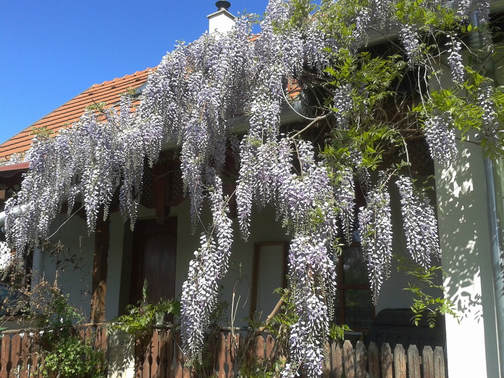 Wisteria