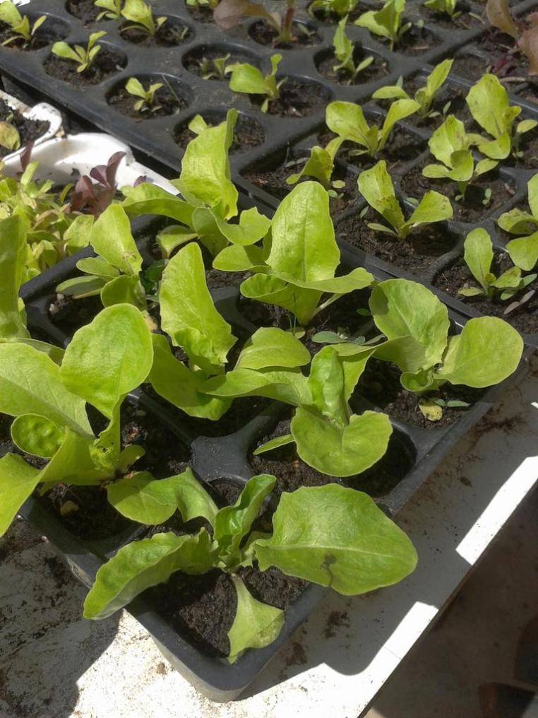Salad starters