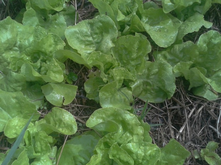 Salad in garden