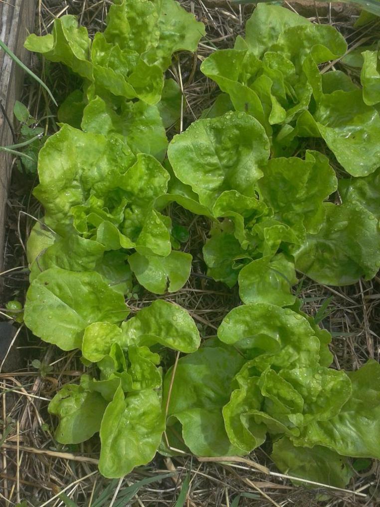Salad in garden