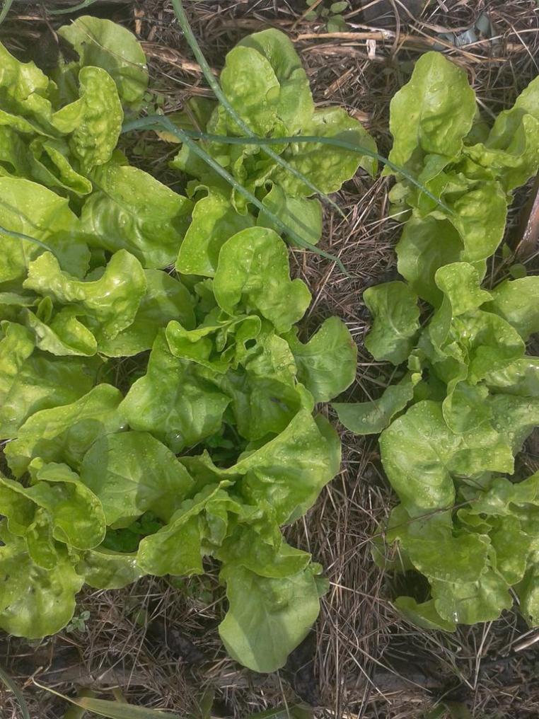 Salad in garden