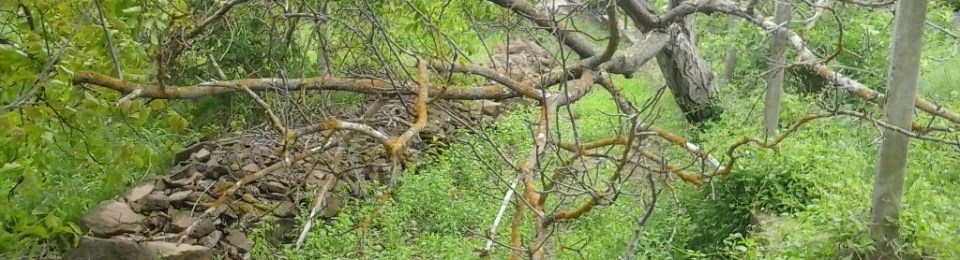 Tree after wind storm.