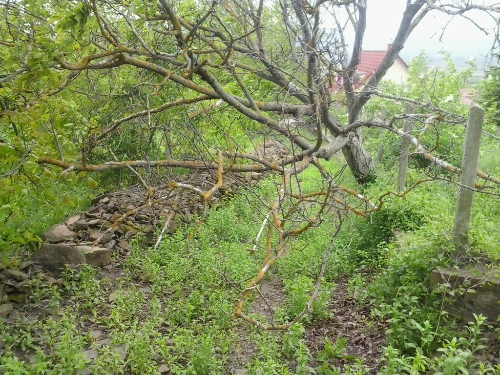 Removing a Wind Blown&nbsp;Tree