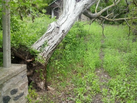 Tree after wind storm.
