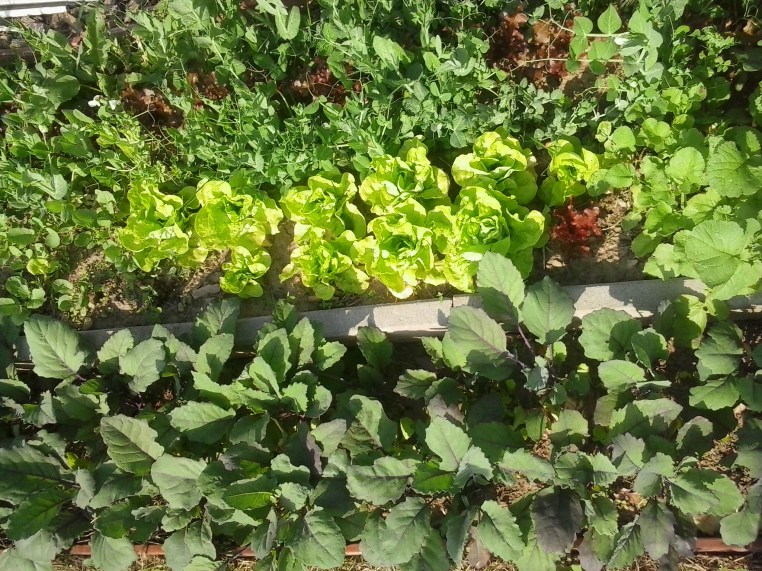 Salad, green beans and kohlrabi