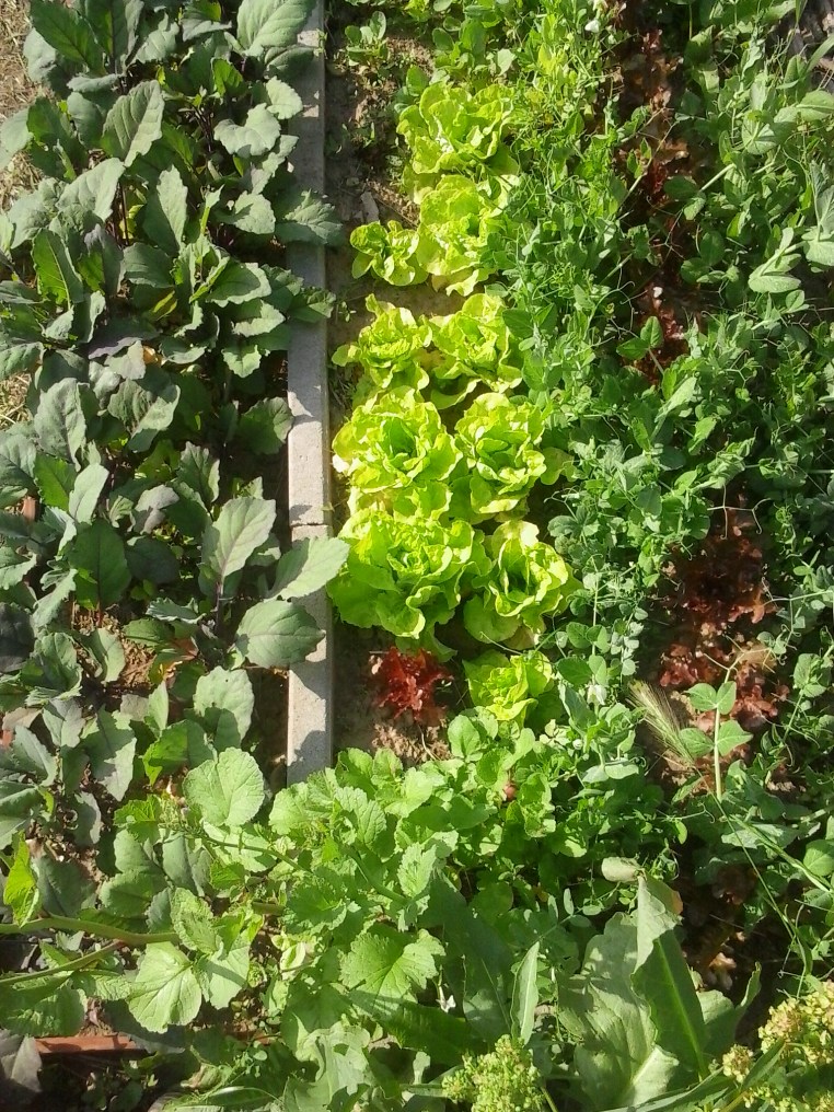 Salad, green beans and kohlrabi