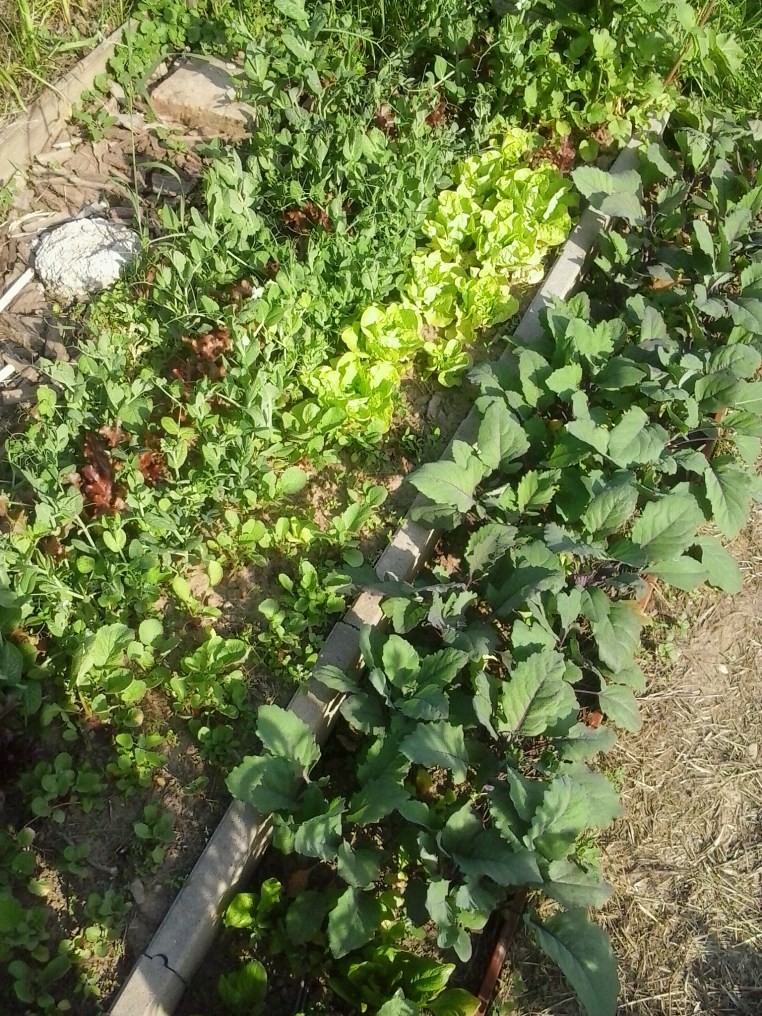 Salad, green beans and kohlrabi