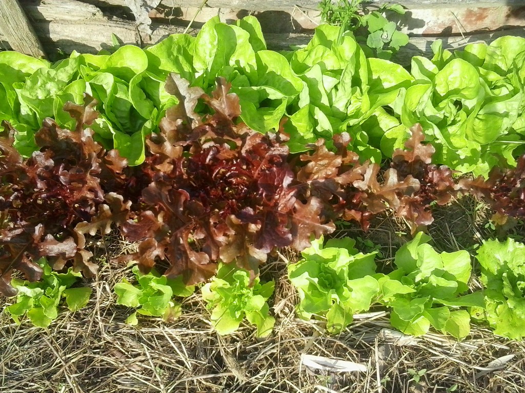 Salad Garden Update