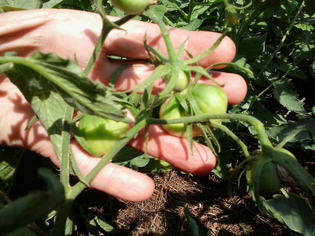 Bad Year for&nbsp;Tomatoes?