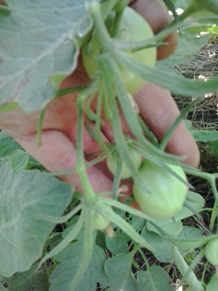 My garden tomatoes