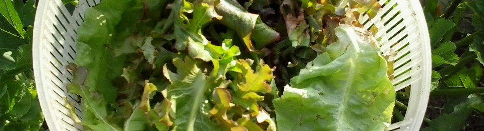 Fresh garden picked lettuce..