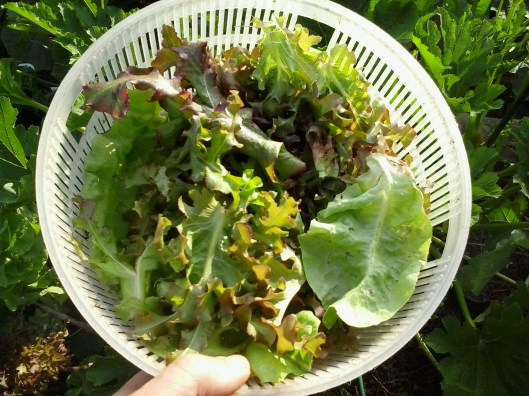 Fresh garden picked lettuce..