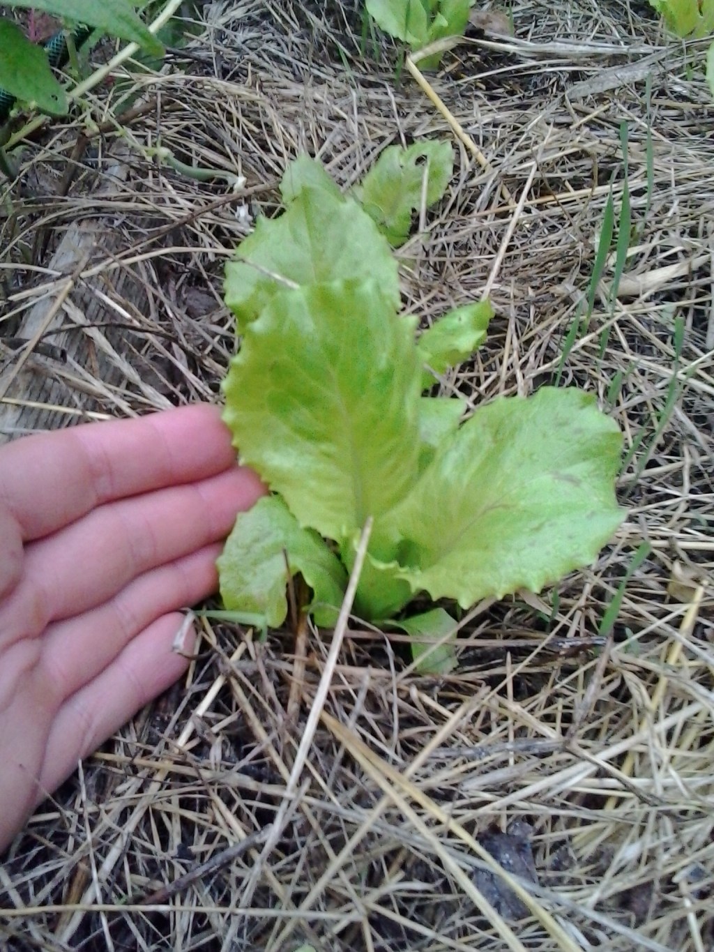 Too Late for Autumn&nbsp;Salad?