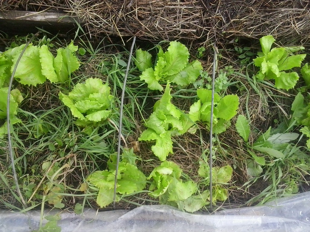 Not Too Late for Autumn&nbsp;Salad