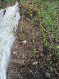 Autumn Garlic