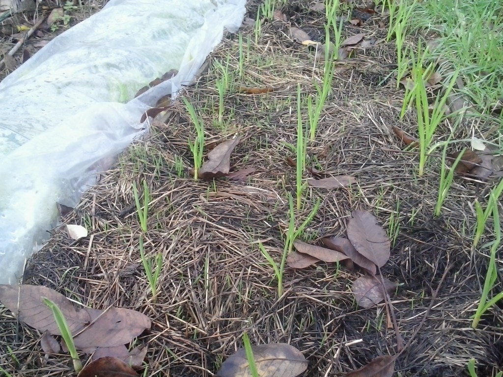 Oops! Did I plant my garlic too&nbsp;early?