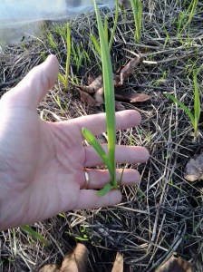 Autumn Garlic