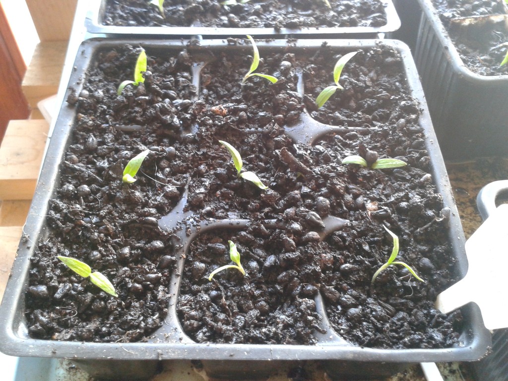 Tis Pricking Out Season (Garden Seed&nbsp;Starters)