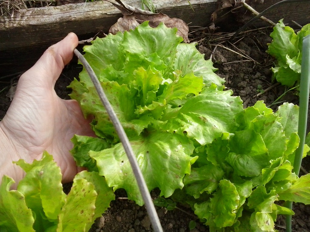 Lettuce and Garlic: Low Tunnel&nbsp;Update