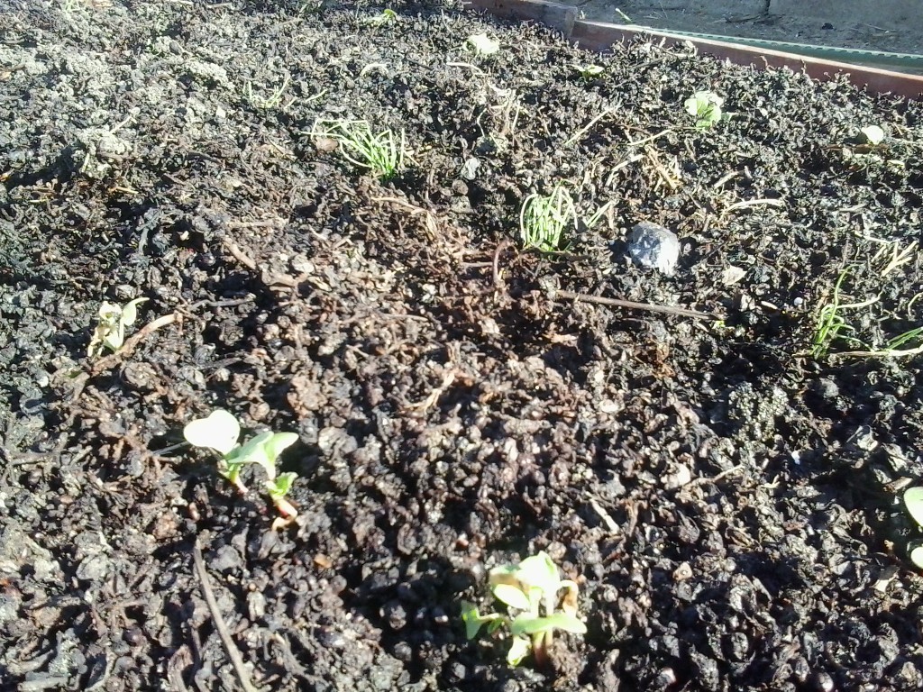 Planting Radish and Onion&nbsp;Starters