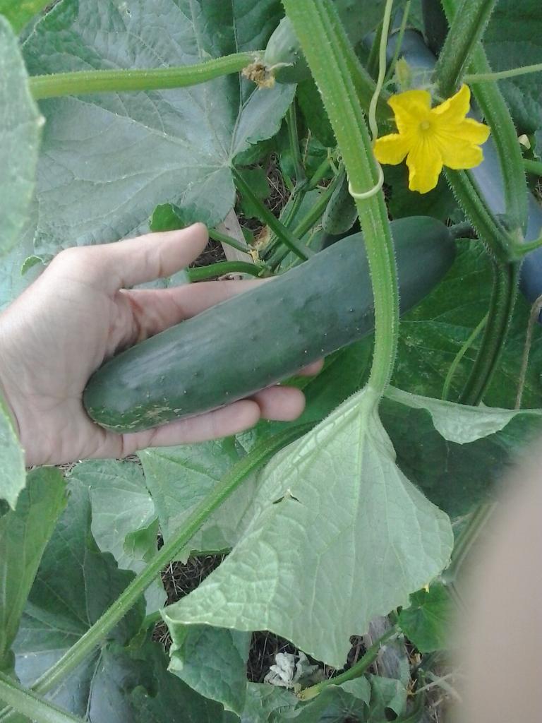 Cucumbers on June 19th 2018