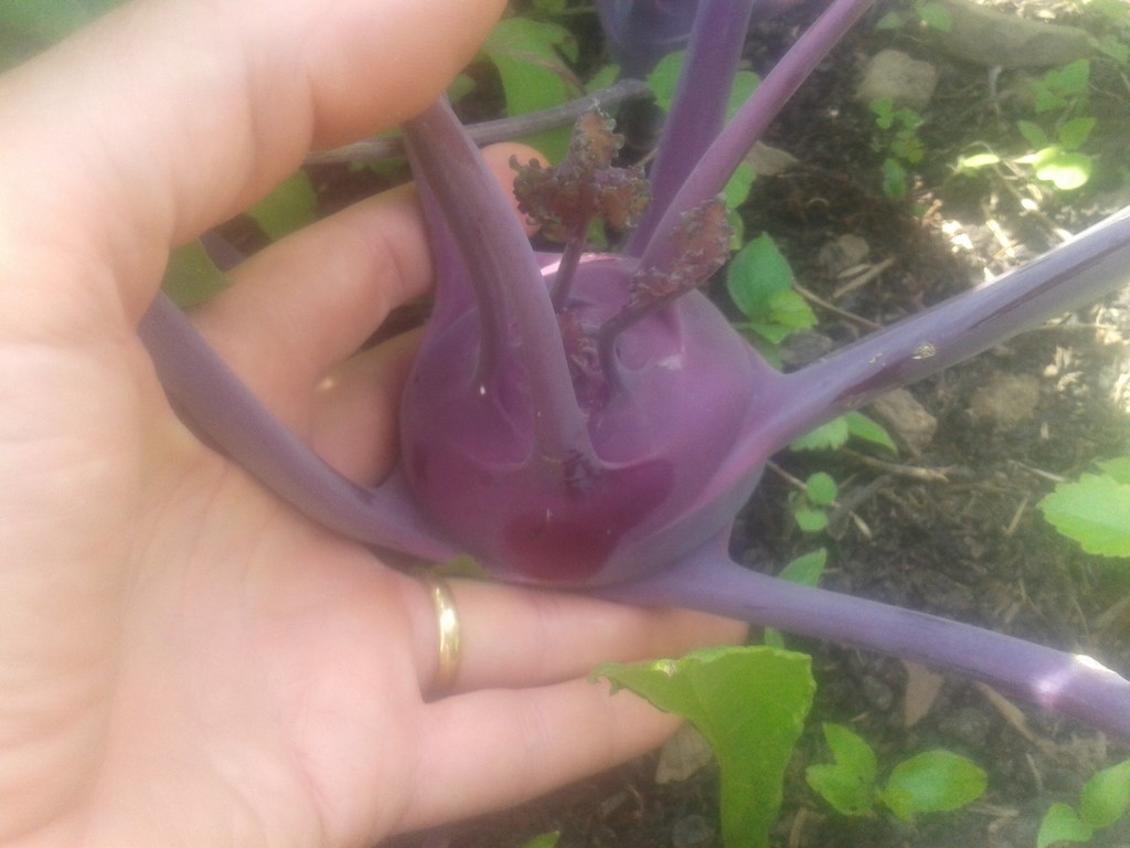 A Good Year for Red&nbsp;Kohlrabi