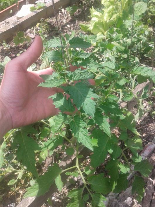 Allowing tomatoes to grow amongst the cucumbers