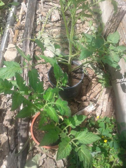 Tomato plants rooted from cut off branches.