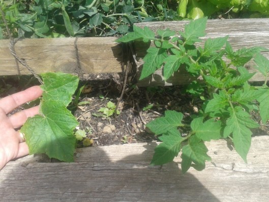 Tomato growth versus cucumber growth.