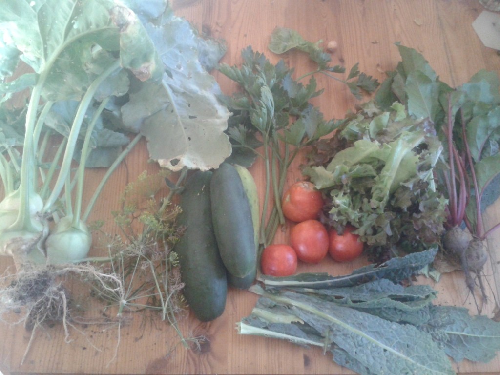 Harvesting Dinner From the&nbsp;Garden