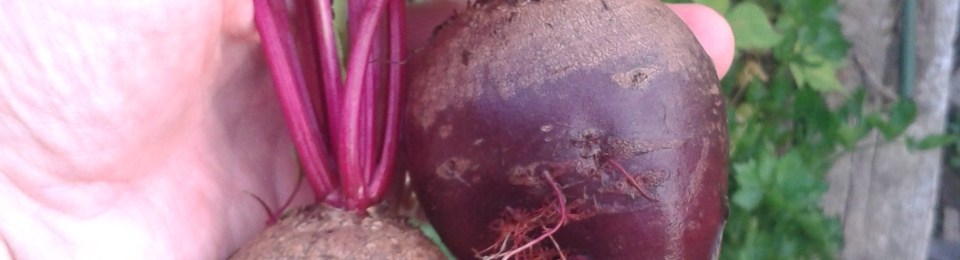 Fresh Garden Beets