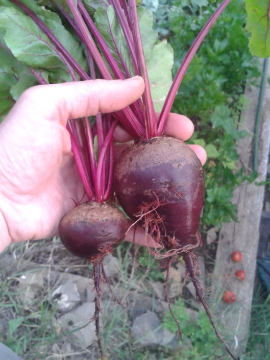 Fresh Garden Beets