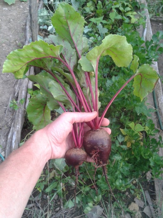 Fresh Garden Beets