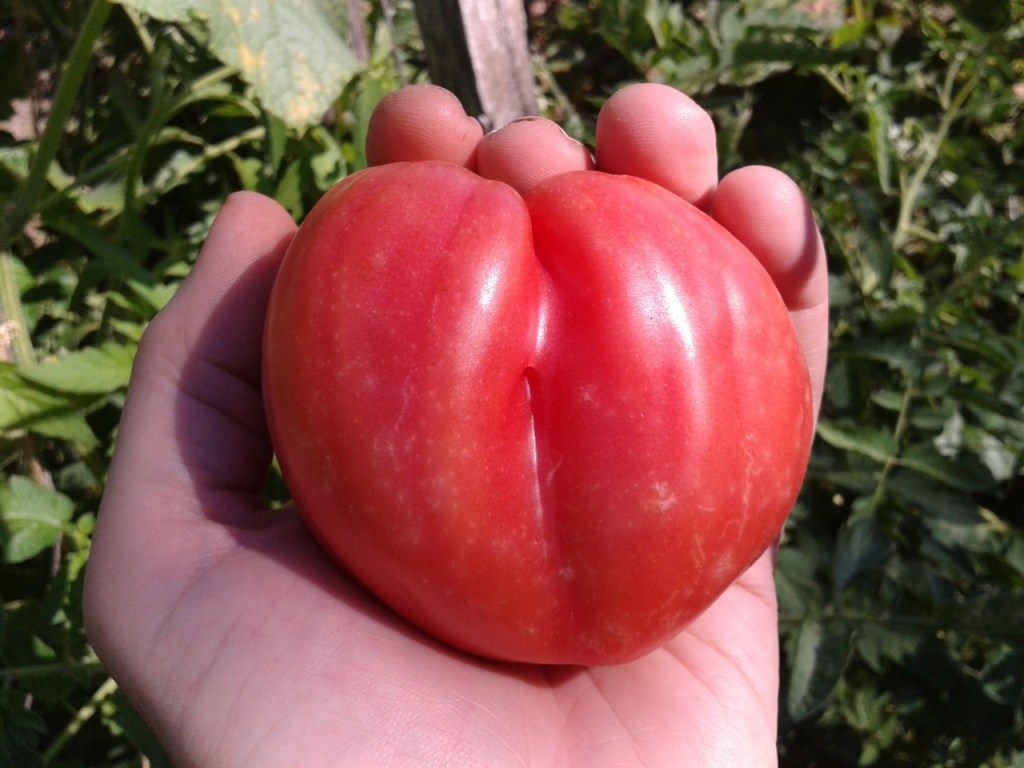 Oxheart Tomatoes