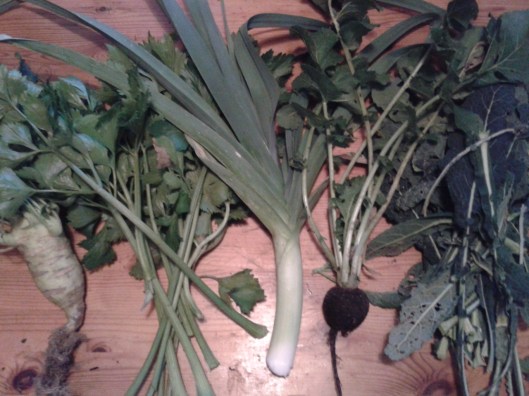 Garden Harvest End of November