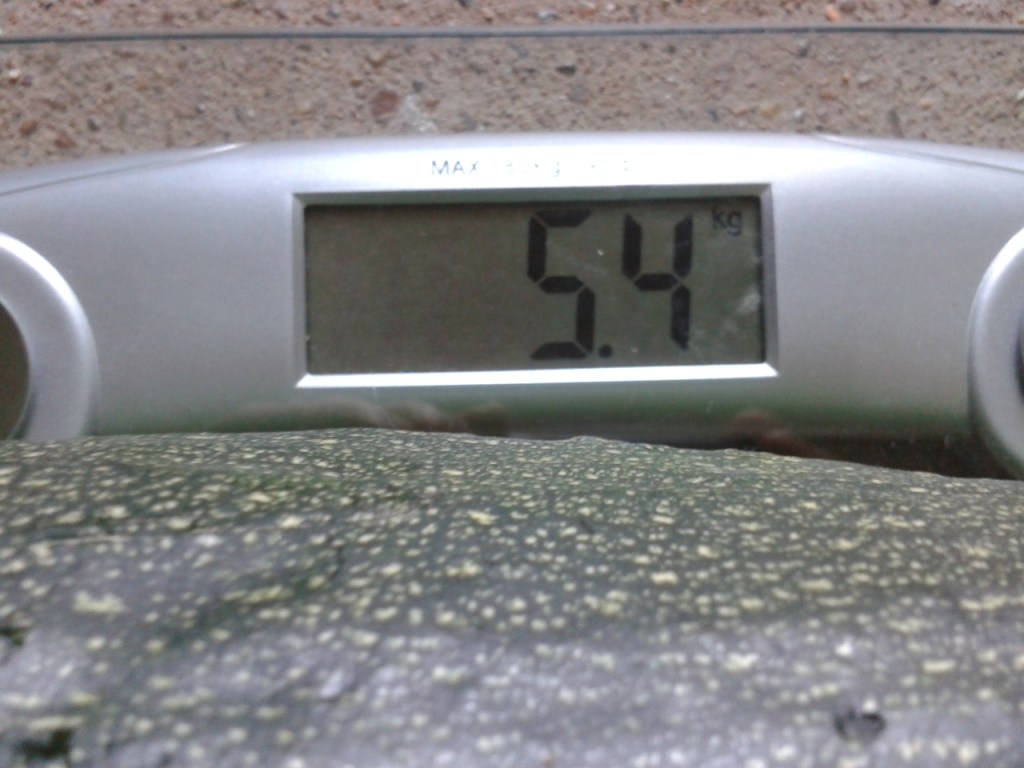 Weight of Monster Zucchini at 5.4 kg