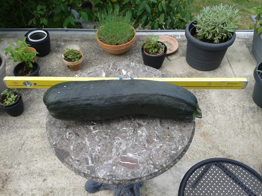 Monster Zucchini beside a meter stick.