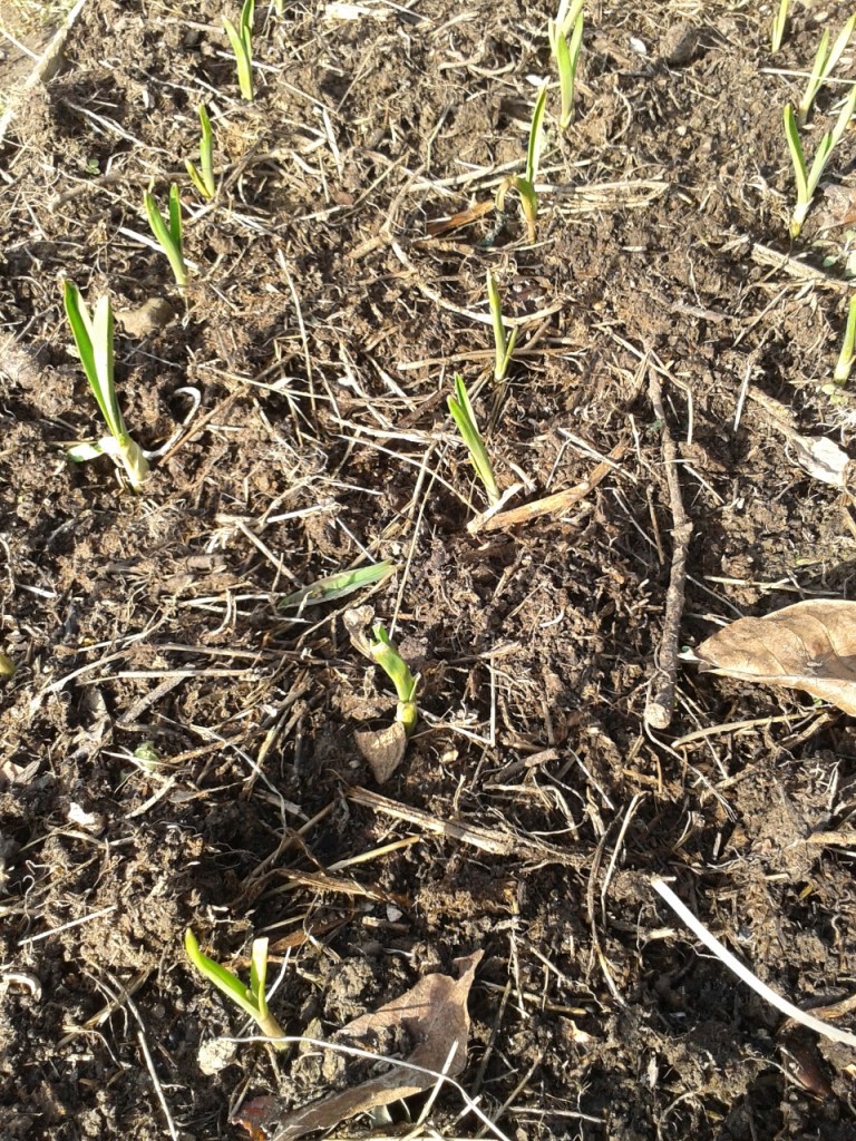 Compost added to a spouting garlic bed.