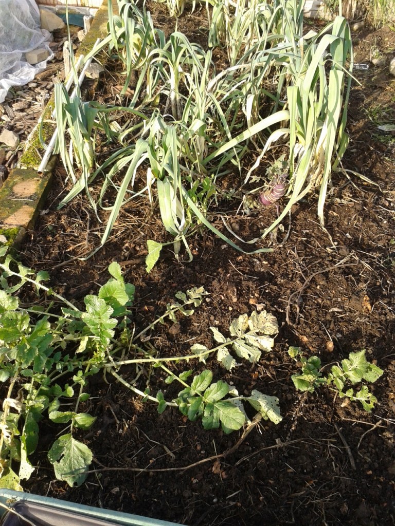 Compost added to a bed with leeks and black radish.
