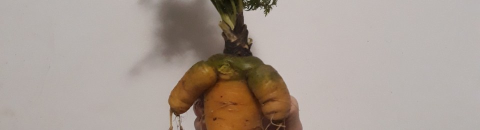 Almost human looking forked carrot