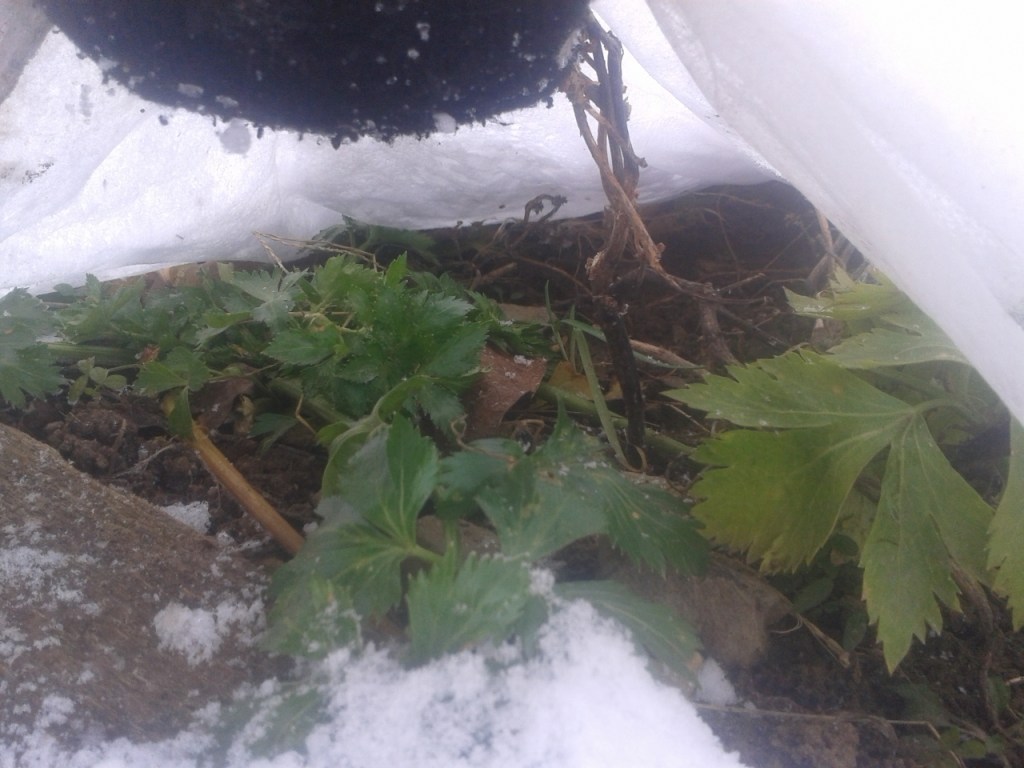 Gardening Under Snow and&nbsp;Fleece